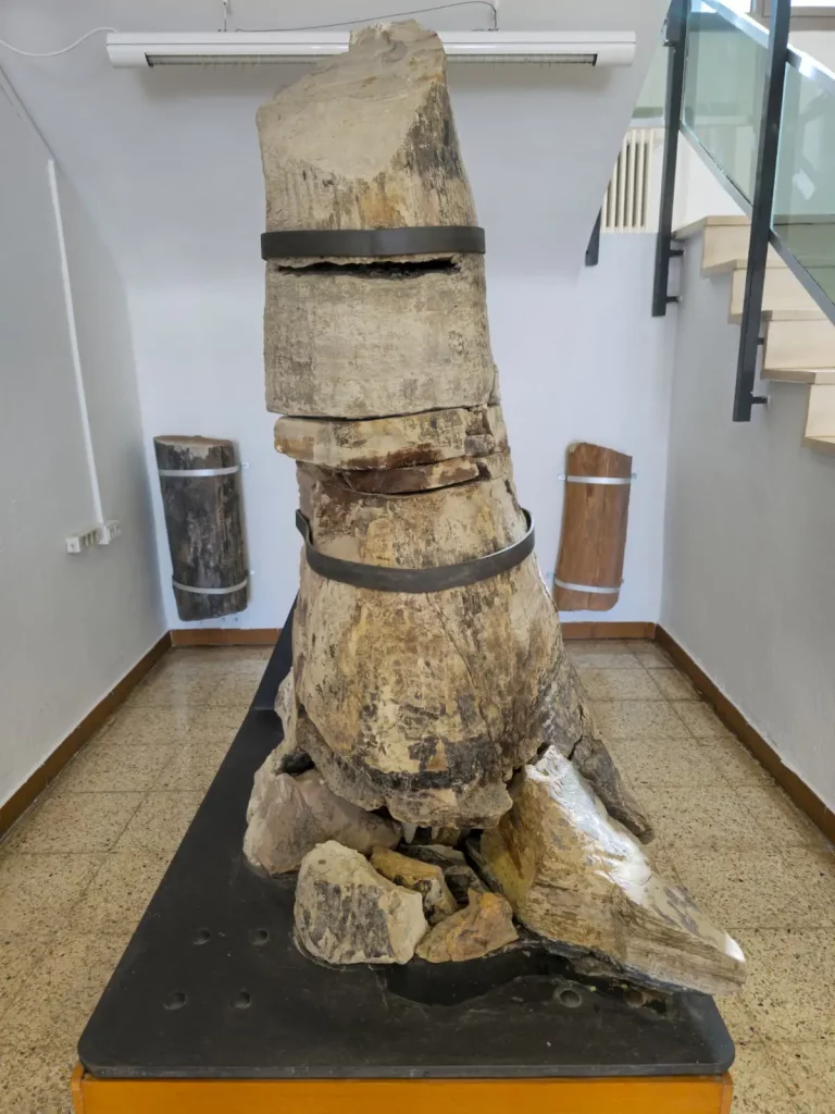 Tronco fósil de sigillaria brardii (Puertollano) (foto L. Mansilla)